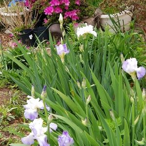 Meet your Posher, Tony